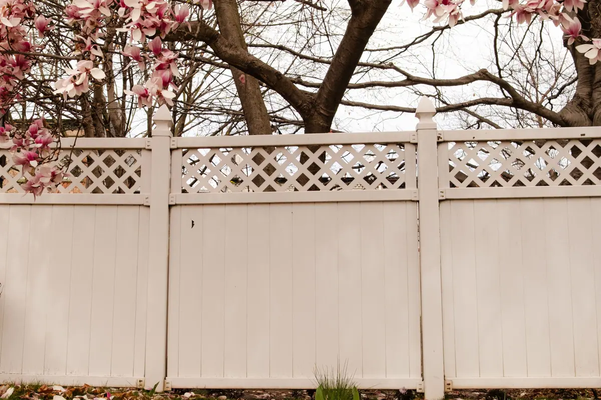 Vinyl privacy fence with lattice top under a flowering magnolia
