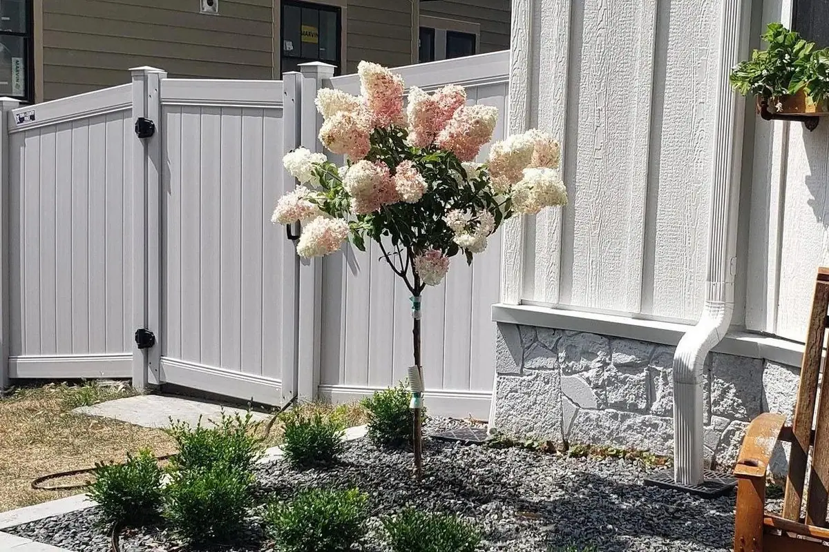 Cerca y portón de vinil blanco junto a una casa con una hortensia en flor