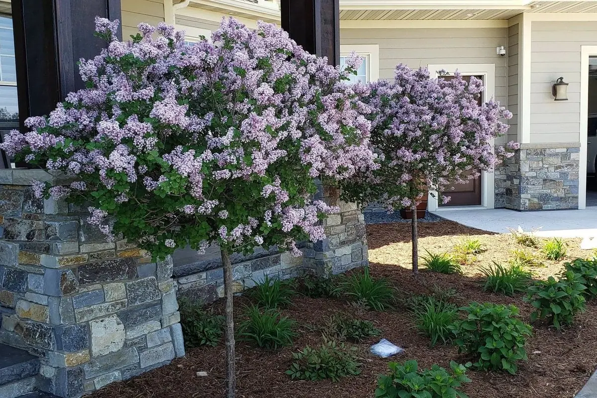 Jardín del frente con lilas en flor junto a un muro de contención de piedra